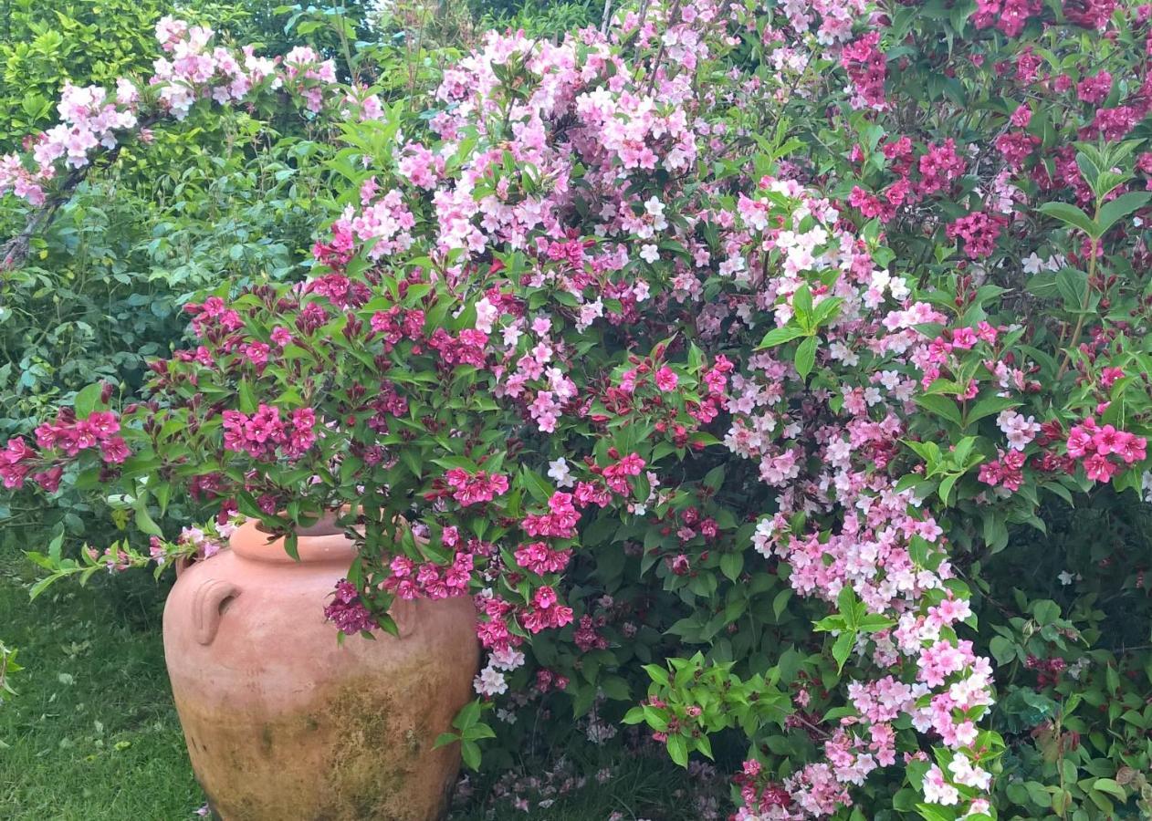 Gattico B&B Villa Giardini Susanna מראה חיצוני תמונה