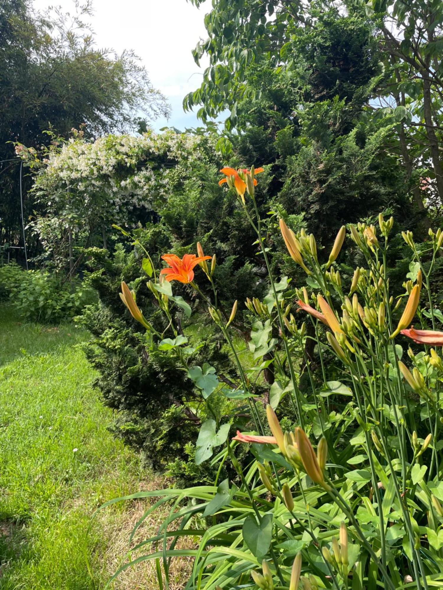 Gattico B&B Villa Giardini Susanna מראה חיצוני תמונה