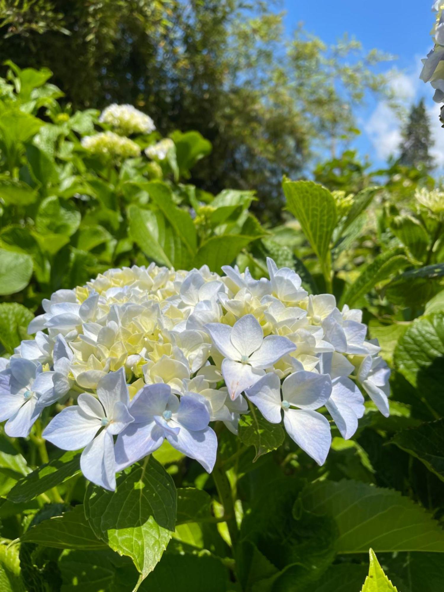 Gattico B&B Villa Giardini Susanna מראה חיצוני תמונה